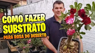 Como fazer substrato para ROSA DO DESERTO ser mais saudável e FLORIDA