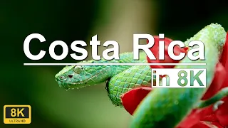 COSTA RICA IN 4K HDR 60fps HDR | 4K 60FPS HDR Animal video | Snake in 8K HDR