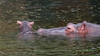 Baby Hippo Born at Memphis Zoo