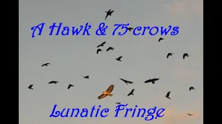 A Hawk & 75 crows. Music:  Lunatic Fringe