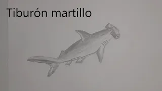 como dibujar un Tiburón martillo