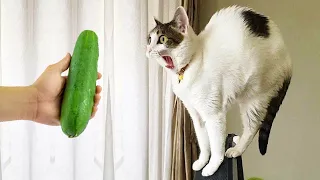 New Funny Animals 2023 😹 Funniest Cats and Dogs Videos 🤣🐶 Part 5