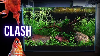 THIS happened when I added SHRIMP to SCARLET BADIS aquarium | EP4 NANO FISH AQUARIUM