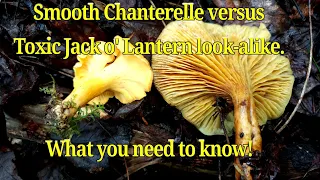 Chanterelle mushrooms compared to toxic look-alike Jack o' Lantern Mushrooms! What you should know!