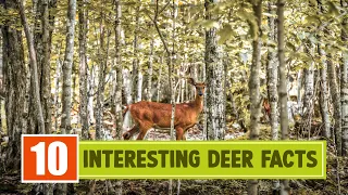 10 Interesting Deer Facts
