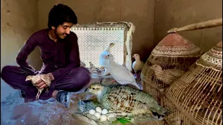 Kala tetar Awaz Dakhni teetar, Chand Chakor, Ground Birds Breeding Farm, pheasant Hsn Entertainment