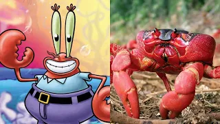 Spongebob Squarepants Characters In Real Life