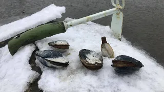 How to find SOFT CLAMS (Steamer Clams) on Long Island