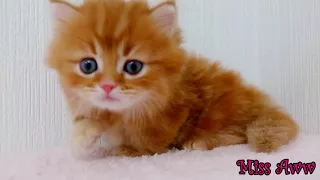 Fluffy Orange Kitten With Blue Eyes | Too Cute!