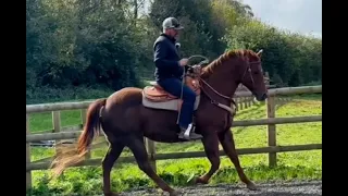 One of my last ever rides on my horse