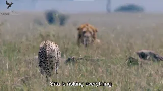 Cheetah mom goes against huge lion to save her cubs | Cheetah vs Lion | African Cats