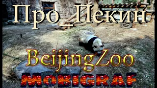 Пекин 2019 Китай Зоопарк BeijingZoo