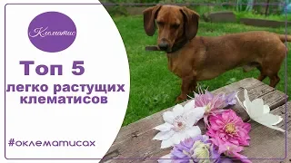 🌺 Топ 5 легко растущих клематисов, лучшие сорта клематисов