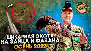 ШИКАРНАЯ ОХОТА на ЗАЙЦА и ФАЗАНА сезон 2023-2024