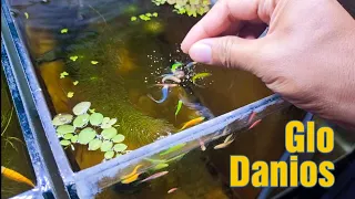 BREEDING GloDanios Results a very COLORFUL Baby Danios Im Not Expecting to Happen!
