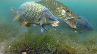 Carp fishing in the weeds with a greedy pike.