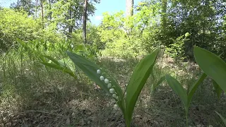 Прогулка в Феофанию. Ландыши и Купена. Храм Мармонов. Сон-Трава. Пантелеймоновский Храм. 17 мая. Ч1