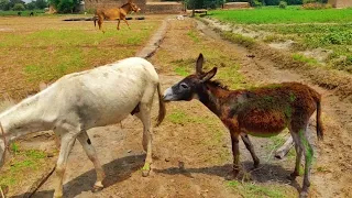 Black  Donkey   | Who worked in Donke ups  | @funnyanimals_officialyt  Love Donkey