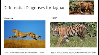 Differential Diagnosis in the DSM-5-TR Simplified