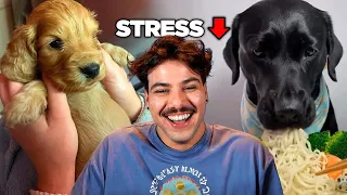 Tá com muito stress? Te juro q esse vídeo vai te acalmar