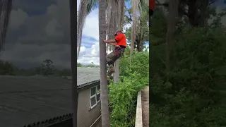 First time climbing tree ever!   any tips what I'm doing right and wrong