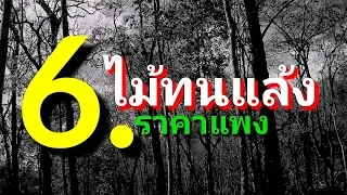 ไม้ทนแล้ง ราคาแพง6ชนิด ep52