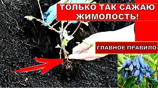 ТОЛЬКО ТАК САЖАЮ ЖИМОЛОСТЬ! ГЛАВНЫЕ ПРАВИЛА ПОСАДКИ САЖЕНЦЕВ ЖИМОЛОСТИ С ОТКРЫТОЙ КОРНЕВОЙ СИСТЕМОЙ.