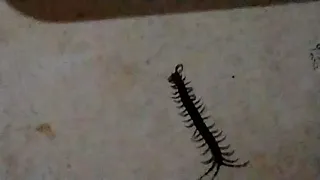 Centipede Bite Worse than all