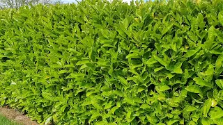 Evergreen fast growing laurel hedge in Ireland