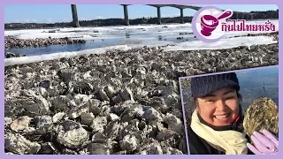 The Danish beach has a lot of oysters !!! Free unlimited (2018) with Yai Nang and Oat