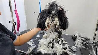 Saving a Neglected Shih Tzu: The Ultimate Matting Challenge - Dog Grooming Transformation