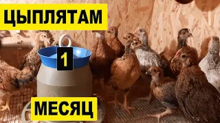 Цыплятам 1 месяц .