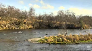 Bear 402 with 2 Yearlings and 719 at LR 503 at Brooks falls Katmai 2016-11-02