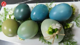 Blue and Green Eggs - Natural Dyeing with Red Cabbage