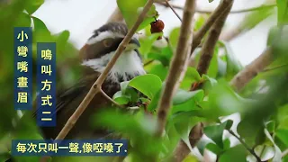 小彎嘴畫眉3種鳴聲