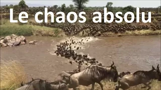 Grande migration des gnous entre Masai Mara et le Serengeti