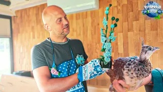 Сельские дела на лесном хуторе.Распаковка посылки.Питание на подножном корме.Социализация павлинят.