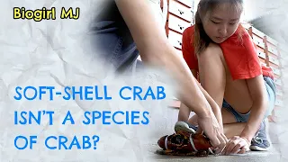 Any crab can be soft-shell crab? | Biogirl MJ