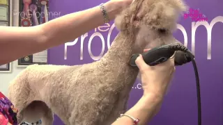 Grooming Guide - Standard Poodle Miami Trim - Pro Groomer