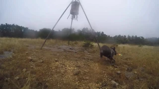 pig shot