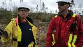 Sustainable Forest Management in Ontario