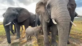 The Most Emotional Moments in Baby Elephant, Khanyisa’s 3 Years! 💖🐘