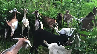 Optimizing Resources with Multi-Species Grazing-Greg Brann