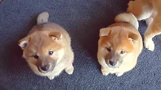 He protecc his brolo - MLIP / Ep 113 / Shiba Inu puppies