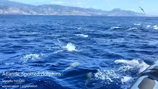 Atlantic spotted dolphins in Madeira   Portugal