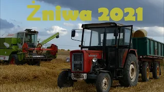 🔥Żniwa 2021 🔥  ☆ Claas Dominator 68 & Ursus C-330 & Case MX135 ☆