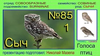 Сыч. Голоса птиц