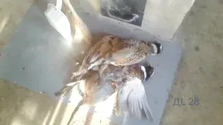 Обзор на патрон для фазана