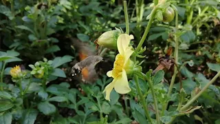 Языкан обыкновенный, или большехоботник звездчатый — бабочка из семейства бражников
