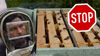 How To Stop Bees Swarming